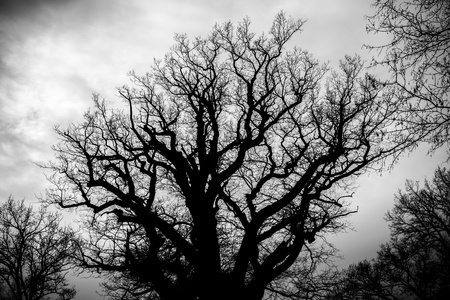 black and white  silhouette of tree detail-view.の写真素材
