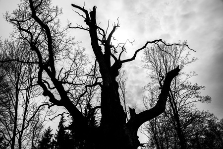 black and white  silhouette of tree detail-view.の写真素材