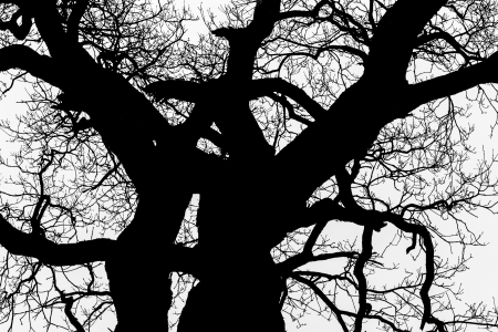 black and white  silhouette of tree detail-view.の写真素材
