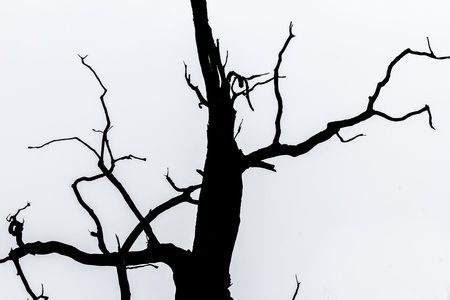 black and white  silhouette of tree detail-view の写真素材