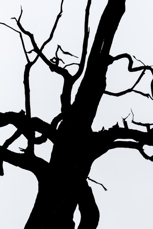black and white  silhouette of tree detail-view の写真素材