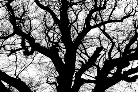 black and white  silhouette of tree detail-view の写真素材