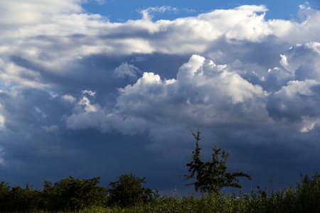 dramatic sky with some plants in front の写真素材