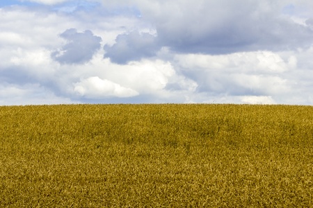clipping of a wheat field with cloudy sky の写真素材