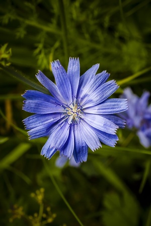 Common chicory  Cichorium intybus  flowers macro の写真素材