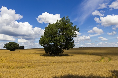 Oak in a field of rapeseed の写真素材