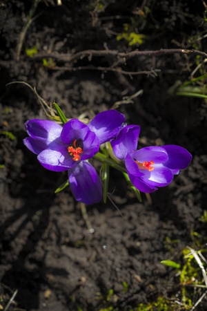 Crocus albiflorus L , springtime の写真素材