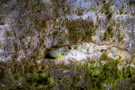 natural stone background with moss.の写真素材