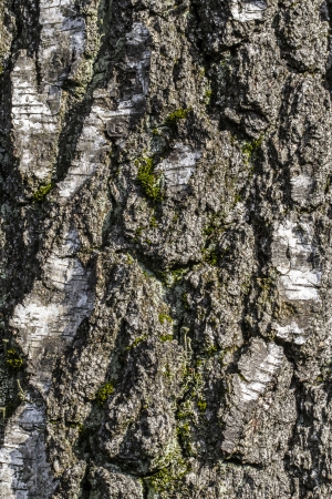 closeup of old bark background.の写真素材