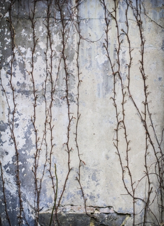 tendrils on an old wall.の写真素材