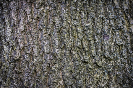 closeup of old bark background.の写真素材