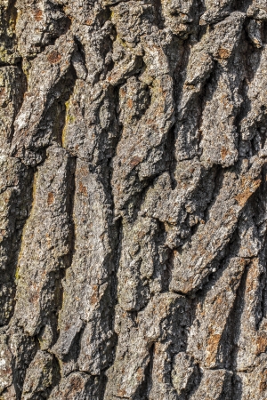 closeup of old bark background の写真素材