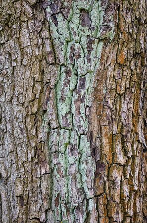 closeup of old bark background.の写真素材
