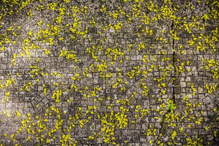 falling blossom pattern on Cobble-stone pavement .の写真素材