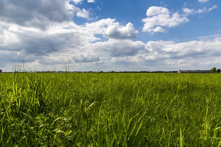 closeup of a meadow with horizon.