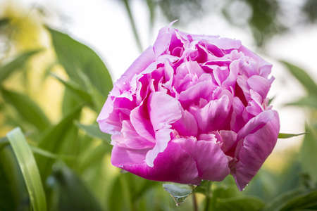 closeup of a pink peony flower in a garden の写真素材