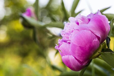 closeup of a pink peony flower in a garden の写真素材