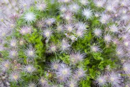 carpet of white and pink spider flowers の写真素材