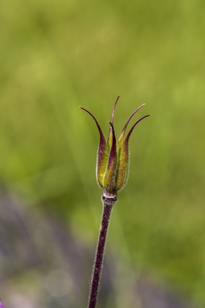 closeup of a hairy sprout の写真素材