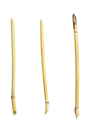 three asian selfmade reed pen, isolated on white.の写真素材