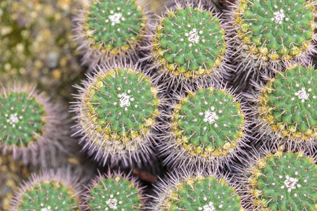top view of a  green cactus pattern.の写真素材