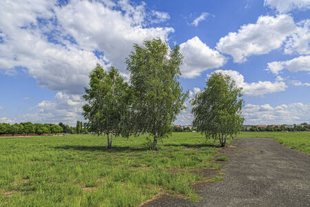 three birch trees at the Tempelhofer Feld, Berlin Germany.の写真素材