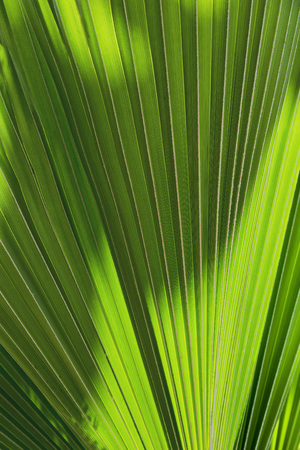 backgrond texture of a palm tree leaf.の写真素材