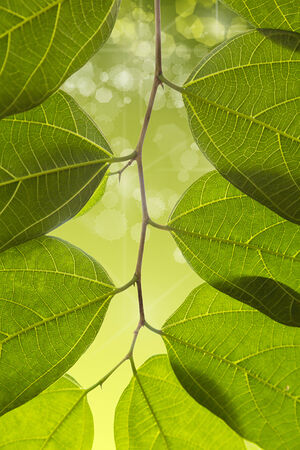 a little branch with leavesの写真素材
