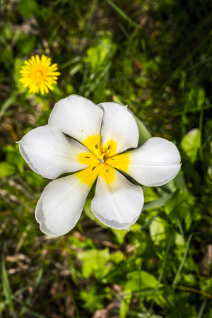 white and yellow spring flower with big blossom.の写真素材
