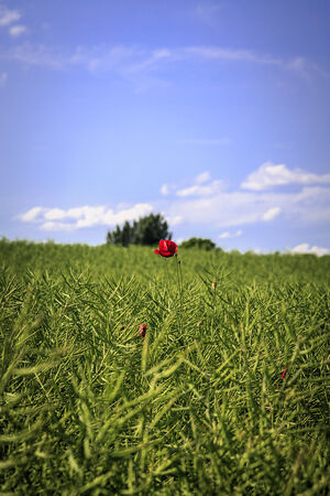 lonely red poppy on a green rape field.の写真素材