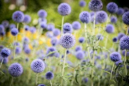a field of purple thistles in summer.の写真素材