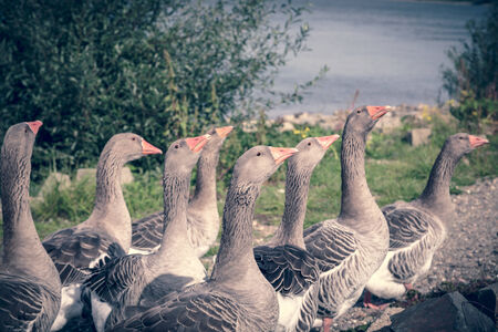 a band of running geese with green and blue color filter.の写真素材