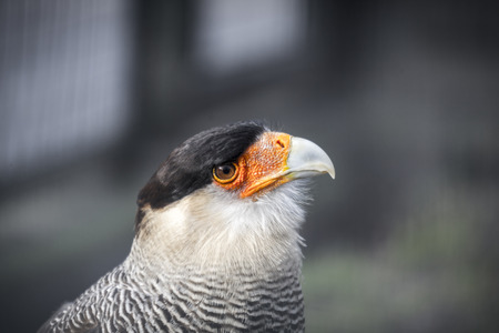 portrait of a predator bird with orange  and white beak.の写真素材
