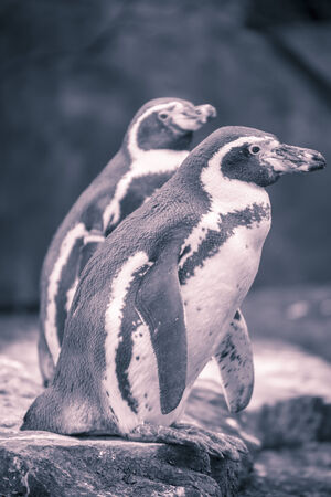 portrait of two penguins with blue and red color filter.の写真素材