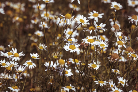 close up of a meadow with camomiles, with vintage color filter.の写真素材
