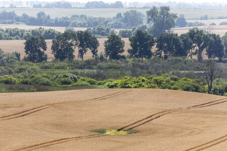misty landscape with a green hole in  a wheat field.の写真素材