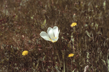 vintage shoot of a white flower on a meadow.の写真素材
