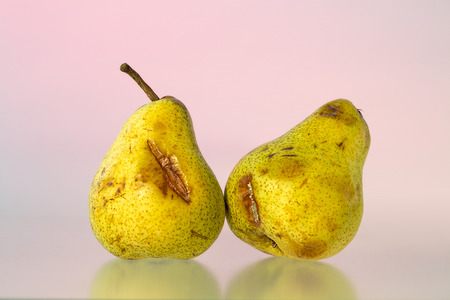 studio shoot of two old pears with pink background.