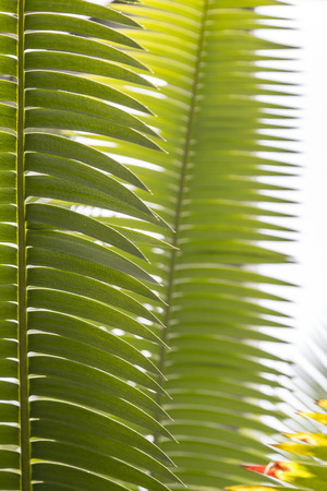 close up of some palm leaves for backgrounds.の写真素材