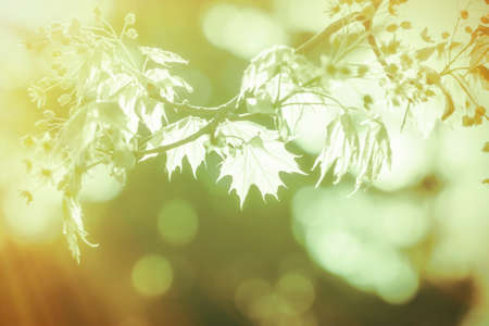 closeup of a maple branch with light leafs.の写真素材