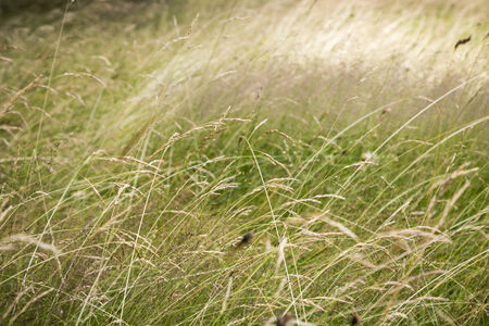 close up of grass の写真素材