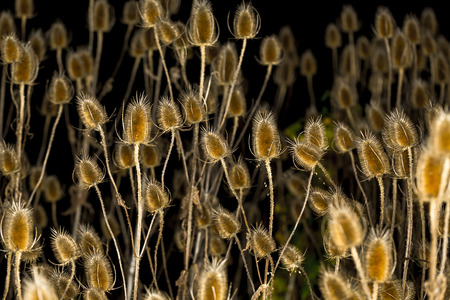 field of dried autumn thistles at night