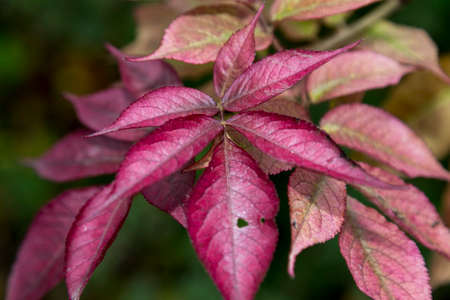 red autumn leaves on a tree branch