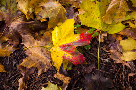 single autumn maple leave at the forest soilの写真素材