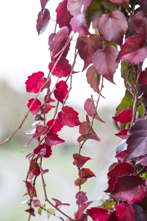 Red ivy creeper leaves on the wall of a buildingの写真素材