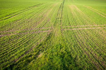 detail of a grass field with side marksの写真素材