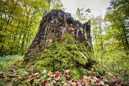 tree stump in an autumn forest overgrown with moss
