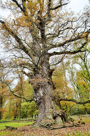 HDR shoot of an very old oak