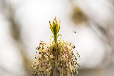 macro of a tree bud in springの写真素材