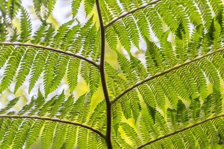 close up of a young fern branchの写真素材